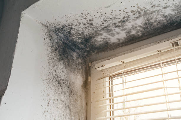 Affordable Mold Remediation solutions in Harrellsville, NC